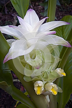 Turmeric flower Curcuma longa