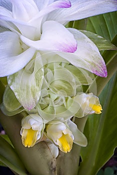 Turmeric flower Curcuma longa