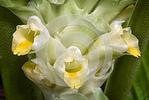 Turmeric flower Curcuma longa