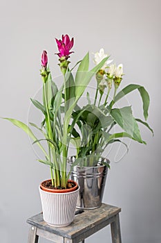 Turmeric is a flowering plant, Curcuma longa of the ginger family. Stylish green plant in ceramic pots on wooden vintage