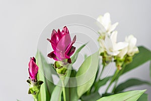 Turmeric is a flowering plant, Curcuma longa of the ginger family. Stylish green plant in ceramic pots on wooden vintage