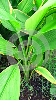 Turmeric green plants close up