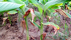 Turmeric green plants snap