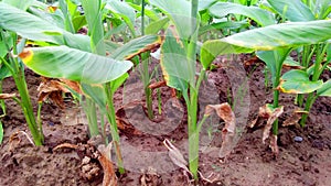 Turmeric haldi green plants snap