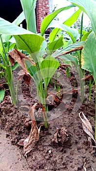 Turmeric haldi green plants stock