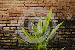 Turmeric / Inflorescence of turneric curcuma longa growing near red brick wall
