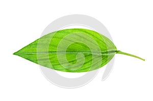 Turmeric leaf, Curcuma leaf