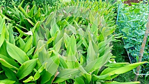 Turmeric plant beautiful stock