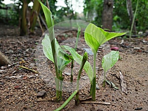 Turmeric plant coming out from soil after rainy season