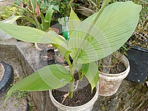 Turmeric plant known as  Curcuma longifolia plant close-up