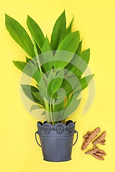 Turmeric Plant with Loose Roots