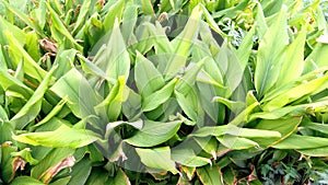 Turmeric plant nursery closeup