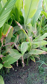 Turmeric plant stock photo