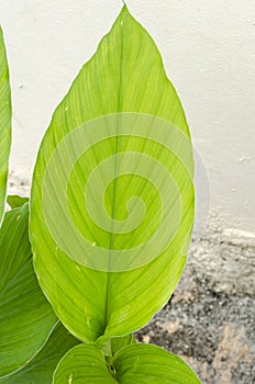 Turmeric Plant Young Leaf