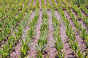 Turmeric plants