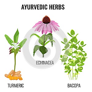 Turmeric with rhizomes, bacopa aquatic plant, Echinacea herbaceous flower