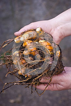 Turmeric root (Curcuma longa) freshly picked