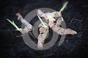 Turmeric root plant on soil ground for planting in the herb garden