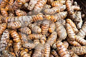 Turmeric root spice for healthy eating - Curcuma longa