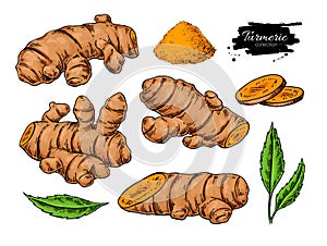 Turmeric root vector hand drawn illustration. Curcuma, powder,