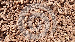 Turmeric roots close up. Fresh harvest of many turmeric roots background texture. Cinematic Pan. selective focus