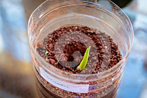 Turmeric seedling growing in container