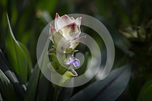 Turmeric Siamese Tulip, Patumma Curcuma alismatifolia