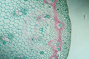 Turmeric with stem in cross section