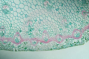 Turmeric with stem in cross section