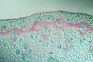 Turmeric with stem in cross section