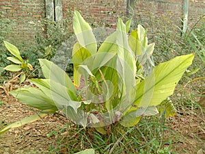 turmeric tree on farm for harvest