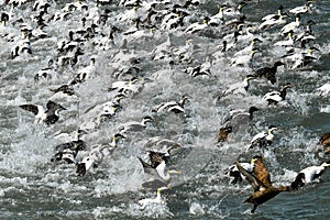 Turmoil and dynamic - Fleeing eider dugs on the South coast of Iceland