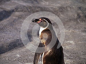 Turn around Humboldt penguin