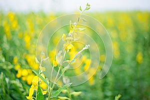 Turn focus to Crotalaria juncea