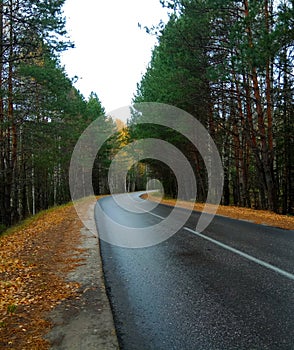 turn of the forest road in autumn, with wet asphalt trees on the roadsides, fallen leaves. photo