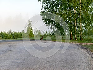 A turn of the road, a hare heats up on the road, silhouettes of trees along the edges in the fog