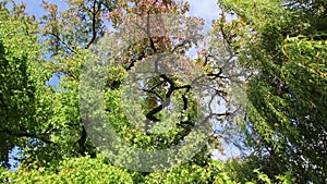 Turnaround look into tree crowns with bright foliage and dark branches in spinning turning upwards view in autumn forest with rela