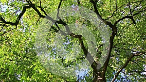 Turnaround look into tree crowns with bright foliage and dark branches in spinning turning upwards view in autumn forest with rela