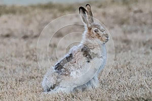 Turncoat Jackrabbit getting his new coat