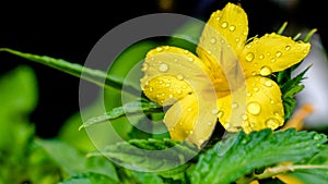 Turnera diffusa or damiana yellow flower with rain drops on flower petal.