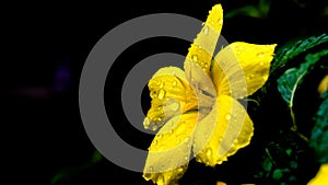 Turnera diffusa or damiana yellow flower with rain drops on flower petal.