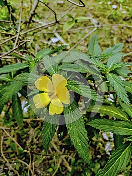 Turnera diffusa the most beautiful yellowish flowers