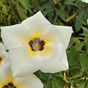 Turnera flower