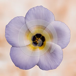 Turnera natural flower isolated background color