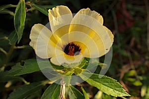 Turnera subulata