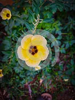 Turnera subulata Flower