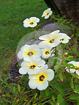 Turnera subulata flower