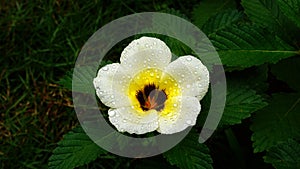 Turnera subulata flower with dew drops