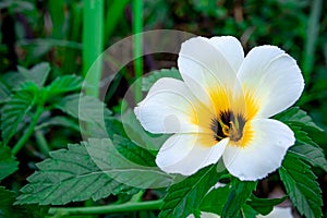 Turnera subulata flowers at eight in the morning white and yellow petal