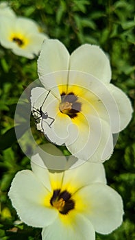 Turnera subulata with insect